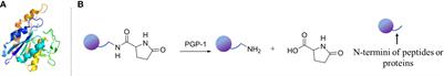 Pyroglutamyl aminopeptidase 1 is a potential molecular target toward diagnosing and treating inflammation